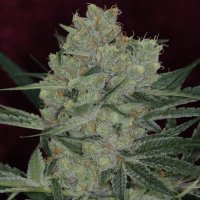 (image for) Cheesequake