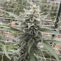 (Bild für) Chem Cookies Auto female