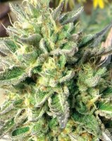 (Bild für) Chem Dawg