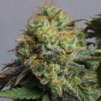 (image for) Chemdawg 5 fem