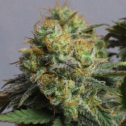 Ein allgemeines Bild