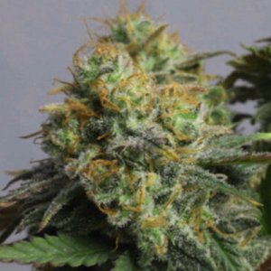 (Bild für) Chemdawg 5 fem