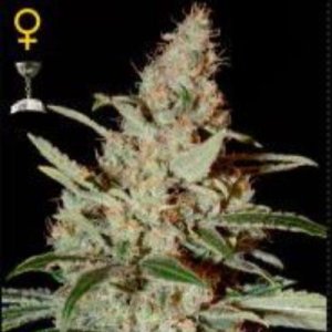 (imagen para) Chemdog female