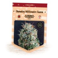 Chemdog Millionaire Guava fem