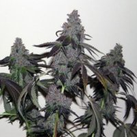 (image for) Chem Valley Cooks