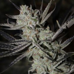 Ein allgemeines Bild