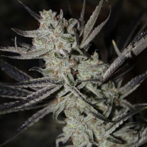 (Bild für) Chernobyl