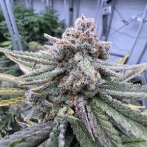 (Bild für) Cherry Cola Auto RF3 fem