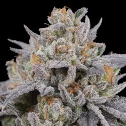 Ein allgemeines Bild