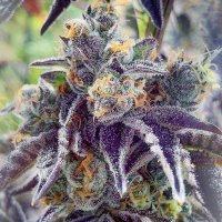 (Bild für) Cherry Pie Kush x 88 G13 Hashplant