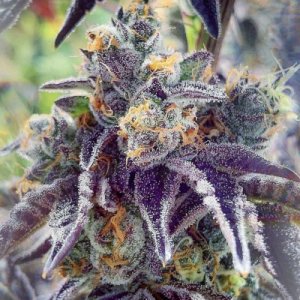 (Bild für) Cherry Pie Kush x 88 G13 Hashplant