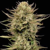 (imagen para) Cherry Punch F1 female