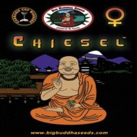 (image for) Chiesel fem