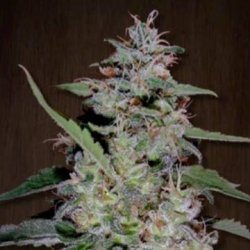 Ein allgemeines Bild