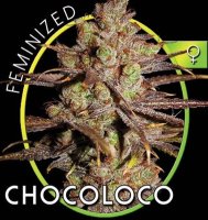 ChocoLoco aka Choco Bud fem