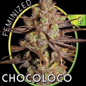 (imagen para) ChocoLoco aka Choco Bud fem