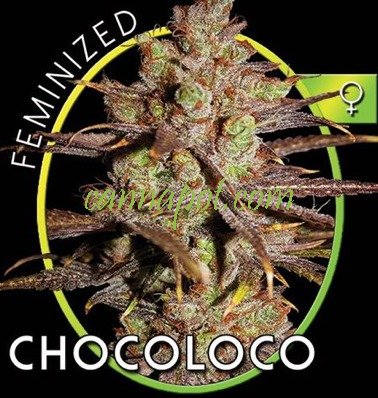 ChocoLoco aka Choco Bud fem - zum Schließen ins Bild klicken