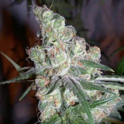 Ein allgemeines Bild