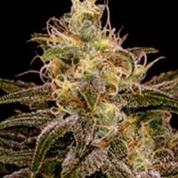 Chocolopez feminized