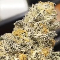 (imagen para) Chomsky