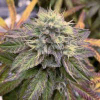 Chronic 5 fem