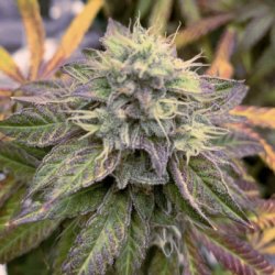 Ein allgemeines Bild