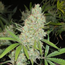 Ein allgemeines Bild