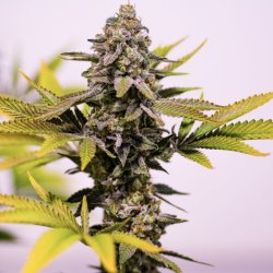 Ein allgemeines Bild