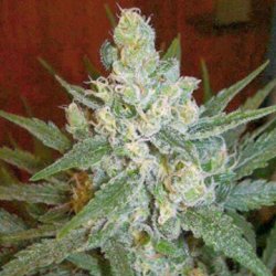 Ein allgemeines Bild