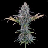 Cinderella Purple female