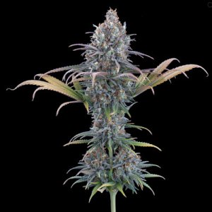 Cinderella Purple female