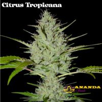 Citrus Tropicana