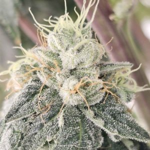(Bild für) Club Kush