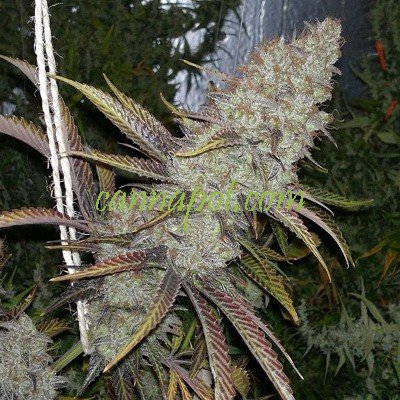 Cocoa Kush - zum Schließen ins Bild klicken