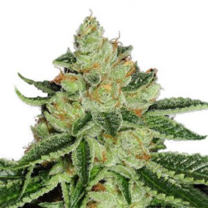 (Bild für) Cold Creek Kush