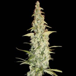 Ein allgemeines Bild