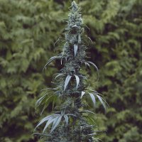 (Bild für) 1970's Colombian Gold