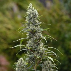 Ein allgemeines Bild