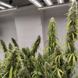 Ein allgemeines Bild