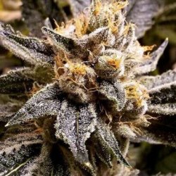 Ein allgemeines Bild