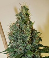 (Bild für) Congo OG