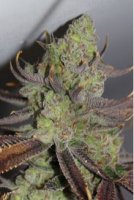 (image pour) Conspiracy Kush