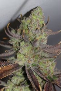 (Bild für) Conspiracy Kush