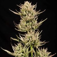 (imagen para) Cookie Apple OG F1 Auto female