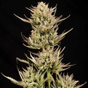 (Bild für) Cookie Apple OG F1 Auto female