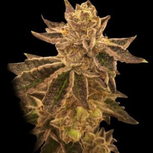 (image for) Cookie Ox