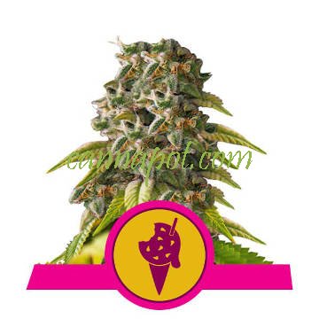 Cookies Gelato feminized - zum Schließen ins Bild klicken