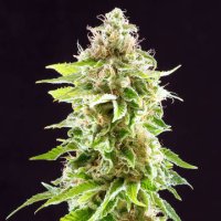 Cookies Haze female