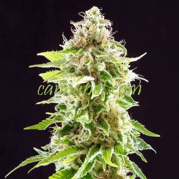 Cookies Haze female - zum Schließen ins Bild klicken