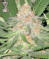 (Bild für) Cookies OG